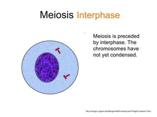 Meiosis Interphase 
Meiosis is preceded 
by interphase. The 
chromosomes have 
not yet condensed. 
http://morgan.rutgers.edu/MorganWebFrames/Level1/Page7/meiosis1.html 
 