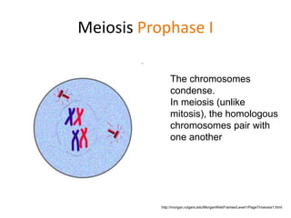 Meiosis Prophase I 
The chromosomes 
condense. 
In meiosis (unlike 
mitosis), the homologous 
chromosomes pair with 
one another 
http://morgan.rutgers.edu/MorganWebFrames/Level1/Page7/meiosis1.html 
 