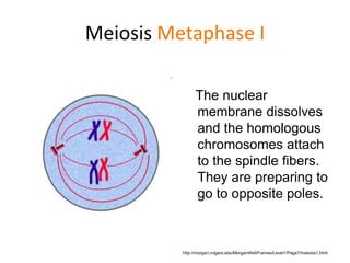 Meiosis Metaphase I 
The nuclear 
membrane dissolves 
and the homologous 
chromosomes attach 
to the spindle fibers. 
They are preparing to 
go to opposite poles. 
http://morgan.rutgers.edu/MorganWebFrames/Level1/Page7/meiosis1.html 
 