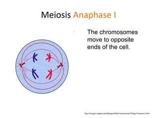 Meiosis Anaphase I 
The chromosomes 
move to opposite 
ends of the cell. 
http://morgan.rutgers.edu/MorganWebFrames/Level1/Page7/meiosis1.html 
 