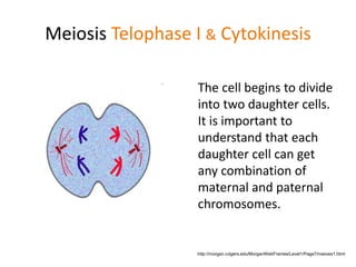 Meiosis Telophase I & Cytokinesis 
The cell begins to divide 
into two daughter cells. 
It is important to 
understand that each 
daughter cell can get 
any combination of 
maternal and paternal 
chromosomes. 
http://morgan.rutgers.edu/MorganWebFrames/Level1/Page7/meiosis1.html 
 