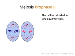 Meiosis Prophase II 
The cell has divided into 
two daughter cells. 
http://morgan.rutgers.edu/MorganWebFrames/Level1/Page7/meiosis1.html 
 