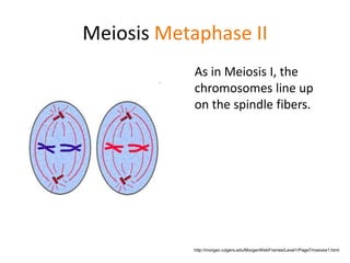 Meiosis Metaphase II 
As in Meiosis I, the 
chromosomes line up 
on the spindle fibers. 
http://morgan.rutgers.edu/MorganWebFrames/Level1/Page7/meiosis1.html 
 