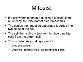 Mitosis: 
• If a cell wants to make a duplicate of itself, it first 
must copy its DNA (part of a chromosome). 
• The copies then must be separated & sorted into 
two sides of the cell. 
• The cell then splits in two, forming two daughter 
cells from the parent cell. 
• This is called Asexual reproduction 
– Only one parent 
– Offspring (daughter cells) are identical to parent 
 