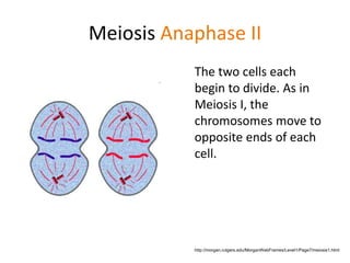 Meiosis Anaphase II 
The two cells each 
begin to divide. As in 
Meiosis I, the 
chromosomes move to 
opposite ends of each 
cell. 
http://morgan.rutgers.edu/MorganWebFrames/Level1/Page7/meiosis1.html 
 