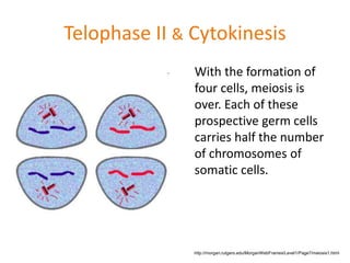 Telophase II & Cytokinesis 
With the formation of 
four cells, meiosis is 
over. Each of these 
prospective germ cells 
carries half the number 
of chromosomes of 
somatic cells. 
http://morgan.rutgers.edu/MorganWebFrames/Level1/Page7/meiosis1.html 
