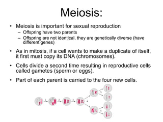 Meiosis: 
• Meiosis is important for sexual reproduction 
– Offspring have two parents 
– Offspring are not identical, they are genetically diverse (have 
different genes) 
• As in mitosis, if a cell wants to make a duplicate of itself, 
it first must copy its DNA (chromosomes). 
• Cells divide a second time resulting in reproductive cells 
called gametes (sperm or eggs). 
• Part of each parent is carried to the four new cells. 
 