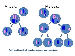 Mitosis: Meiosis: 
Each resulting cell still has chromosomes from mom & dad 
 