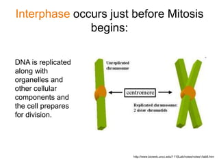 Interphase occurs just before Mitosis 
begins: 
DNA is replicated 
along with 
organelles and 
other cellular 
components and 
the cell prepares 
for division. 
http://www.bioweb.uncc.edu/1110Lab/notes/notes1/lab6.htm 
 