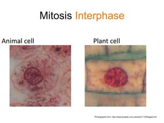 Mitosis Interphase 
Animal cell Plant cell 
Photographs from: http://www.bioweb.uncc.edu/biol1110/Stages.htm 
 
