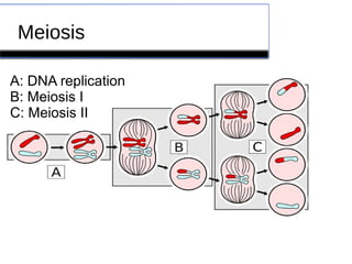 Meiosis 
A: DNA replication 
B: Meiosis I 
C: Meiosis II 
 