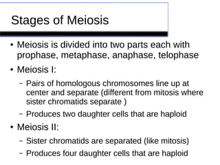 Stages of Meiosis 
● Meiosis is divided into two parts each with 
prophase, metaphase, anaphase, telophase 
● Meiosis I: 
– Pairs of homologous chromosomes line up at 
center and separate (different from mitosis where 
sister chromatids separate ) 
– Produces two daughter cells that are haploid 
● Meiosis II: 
– Sister chromatids are separated (like mitosis) 
– Produces four daughter cells that are haploid 
 