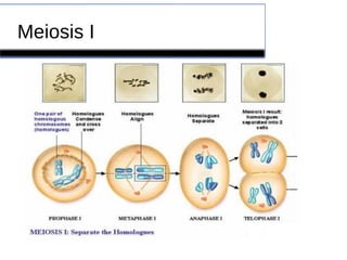 Meiosis I 
 