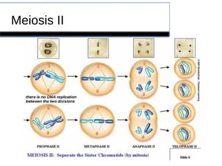 Meiosis II 
 