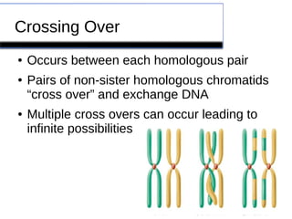 Crossing Over 
● Occurs between each homologous pair 
● Pairs of non-sister homologous chromatids 
“cross over” and exchange DNA 
● Multiple cross overs can occur leading to 
infinite possibilities 
 