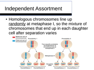 Independent Assortment 
● Homologous chromosomes line up 
randomly at metaphase I, so the mixture of 
chromosomes that end up in each daughter 
cell after separation varies 
 