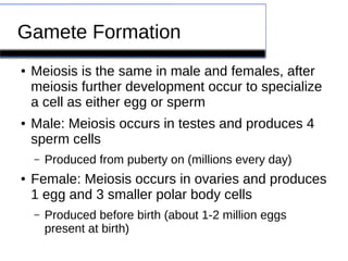 Gamete Formation 
● Meiosis is the same in male and females, after 
meiosis further development occur to specialize 
a cell as either egg or sperm 
● Male: Meiosis occurs in testes and produces 4 
sperm cells 
– Produced from puberty on (millions every day) 
● Female: Meiosis occurs in ovaries and produces 
1 egg and 3 smaller polar body cells 
– Produced before birth (about 1-2 million eggs 
present at birth) 
 