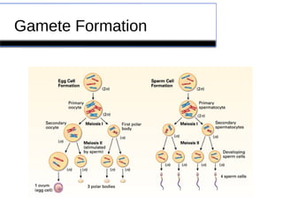 Gamete Formation 
