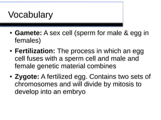 Vocabulary 
● Gamete: A sex cell (sperm for male & egg in 
females) 
● Fertilization: The process in which an egg 
cell fuses with a sperm cell and male and 
female genetic material combines 
● Zygote: A fertilized egg. Contains two sets of 
chromosomes and will divide by mitosis to 
develop into an embryo 
 