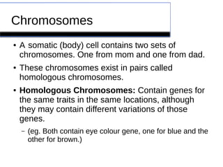 Chromosomes 
● A somatic (body) cell contains two sets of 
chromosomes. One from mom and one from dad. 
● These chromosomes exist in pairs called 
homologous chromosomes. 
● Homologous Chromosomes: Contain genes for 
the same traits in the same locations, although 
they may contain different variations of those 
genes. 
– (eg. Both contain eye colour gene, one for blue and the 
other for brown.) 
 