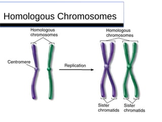 Homologous Chromosomes 
 