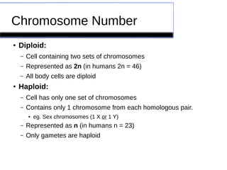 Chromosome Number 
● Diploid: 
– Cell containing two sets of chromosomes 
– Represented as 2n (in humans 2n = 46) 
– All body cells are diploid 
● Haploid: 
– Cell has only one set of chromosomes 
– Contains only 1 chromosome from each homologous pair. 
● eg. Sex chromosomes (1 X or 1 Y) 
– Represented as n (in humans n = 23) 
– Only gametes are haploid 
 