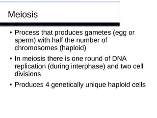 Meiosis 
● Process that produces gametes (egg or 
sperm) with half the number of 
chromosomes (haploid) 
● In meiosis there is one round of DNA 
replication (during interphase) and two cell 
divisions 
● Produces 4 genetically unique haploid cells 
 