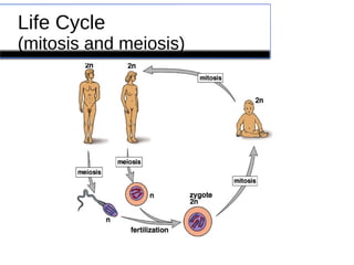 Life Cycle 
(mitosis and meiosis) 
 