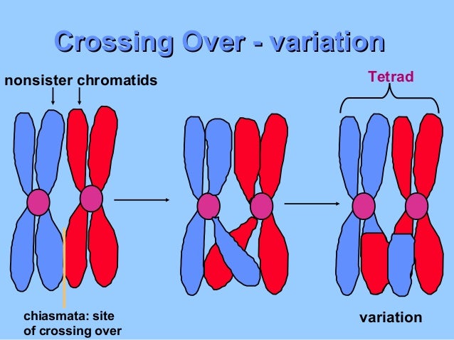 chiasmata crossover definition chiasmata crossover definition