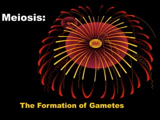 Meiosis:
The Formation of Gametes
 