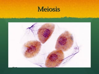 MeiosisMeiosis
 