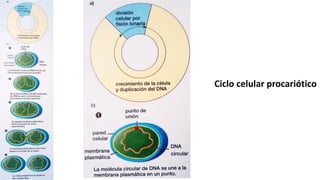 Ciclo celular procariótico
 