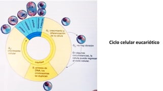 División celular meiótica
 