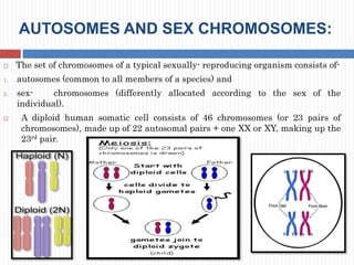 Cell Autosomes Meiosis | PPTX