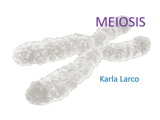 MEIOSIS
Karla Larco
 