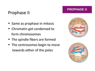 Meiosis | PPT
