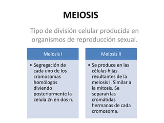 MEIOSIS
Tipo de división celular producida en
organismos de reproducción sexual.
Meiosis I
• Segregación de
cada uno de los
cromosomas
homólogos
diviendo
posteriormente la
celula 2n en dos n.
Meiosis II
• Se produce en las
células hijas
resultantes de la
meiosis I. Similar a
la mitosis. Se
separan las
cromátidas
hermanas de cada
cromosoma.
 