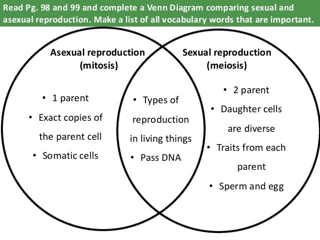 Mitosis Meiosis Comparison Chart