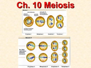 Ch. 10 MeiosisCh. 10 Meiosis
 
