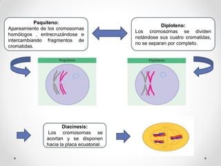Meiosis | PPT