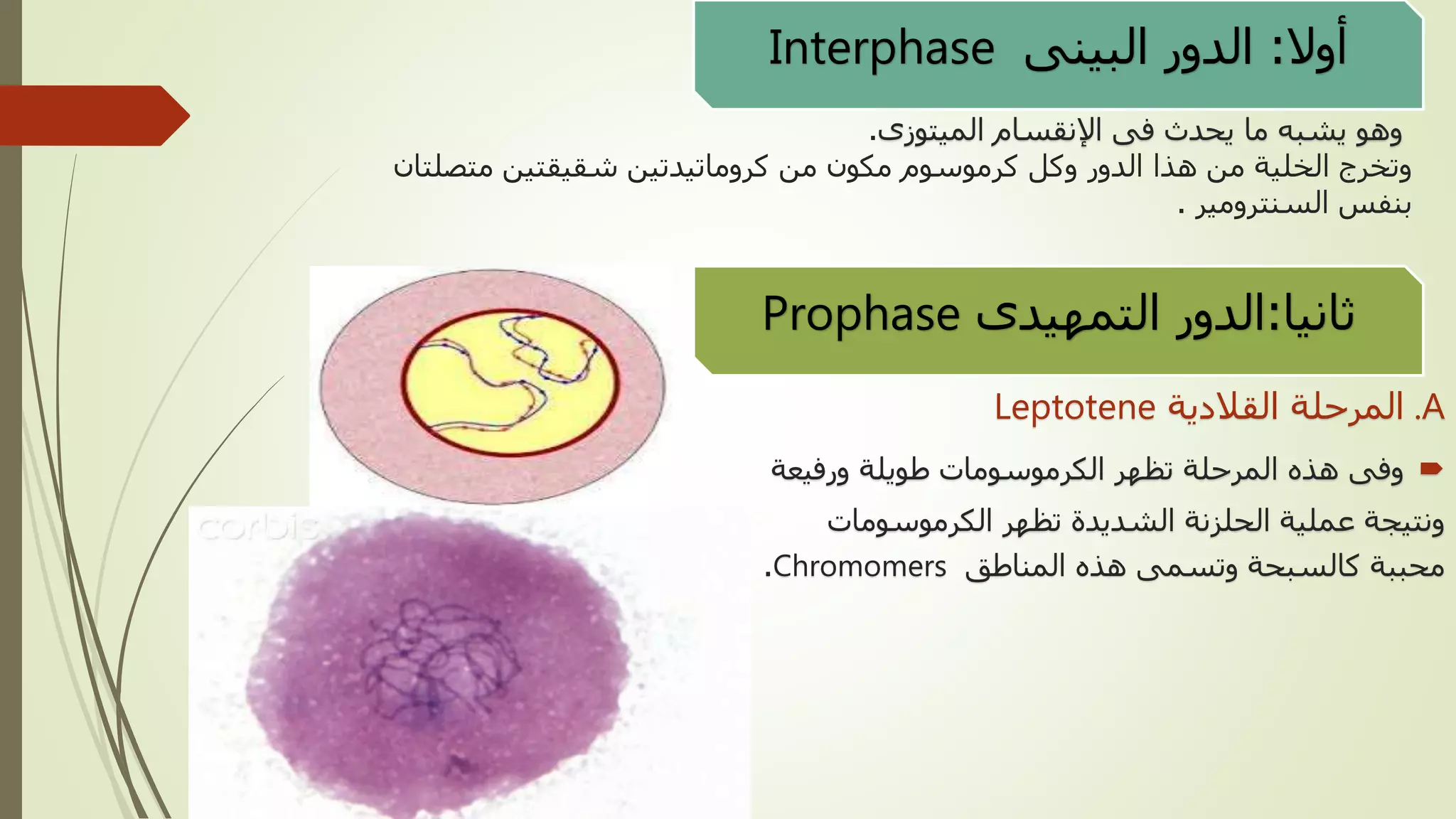 Meiosis | PPTX