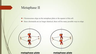 Meiosis | PPTX