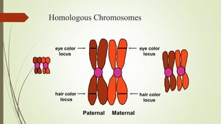 Homologous Chromosomes
Paternal Maternal
eye color
locus
eye color
locus
hair color
locus
hair color
locus
 