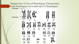 Humans have 23 Sets of Homologous Chromosomes
Each Homologous set is made up of 2 Homologues.
Homologue
Homologue
 