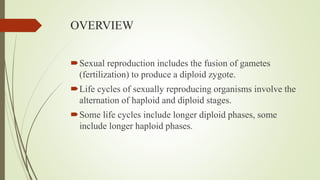 OVERVIEW
Sexual reproduction includes the fusion of gametes
(fertilization) to produce a diploid zygote.
Life cycles of sexually reproducing organisms involve the
alternation of haploid and diploid stages.
Some life cycles include longer diploid phases, some
include longer haploid phases.
 