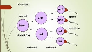 Meiosis
2n=4
sex cell
diploid (2n)
n=2
n=2
meiosis I
n=2
n=2
n=2
n=2
sperm
haploid (n)
meiosis II
 