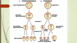 egg
polar
body
spermatogonium
primary
spermatocyte
secondary
spermatocyte
oogonium
primary
oocyte
secondary
oocyte
polar bodies
(will be degraded)
spermatids
meiosis ll
meiosis l
SPERMATOGENESIS OOGENESISa b
 