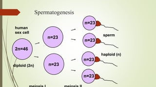 Spermatogenesis
2n=46
human
sex cell
diploid (2n)
n=23
n=23
n=23
n=23
n=23
n=23
sperm
haploid (n)
 
