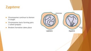 Meiosis... | PPTX | Biological Sciences | Science