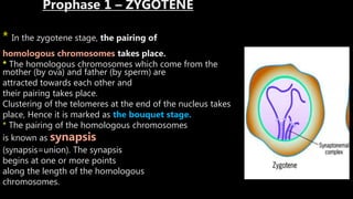 Meiosis | PPTX | Infertility | Reproductive Health